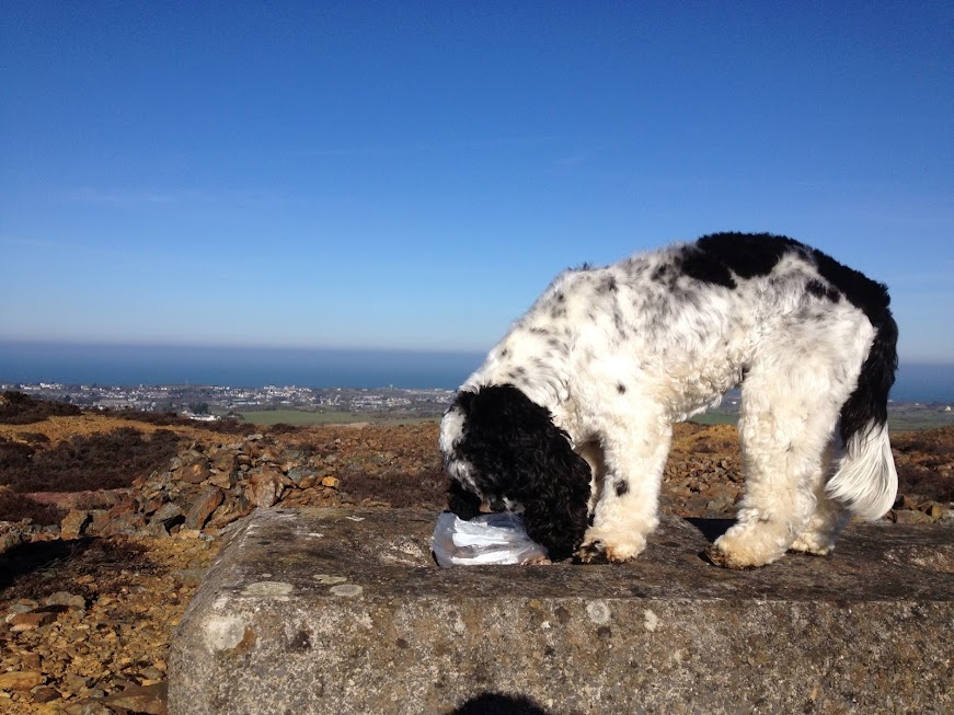 Charlie Brown, American cocker spaniel, on top of Pary's mountain