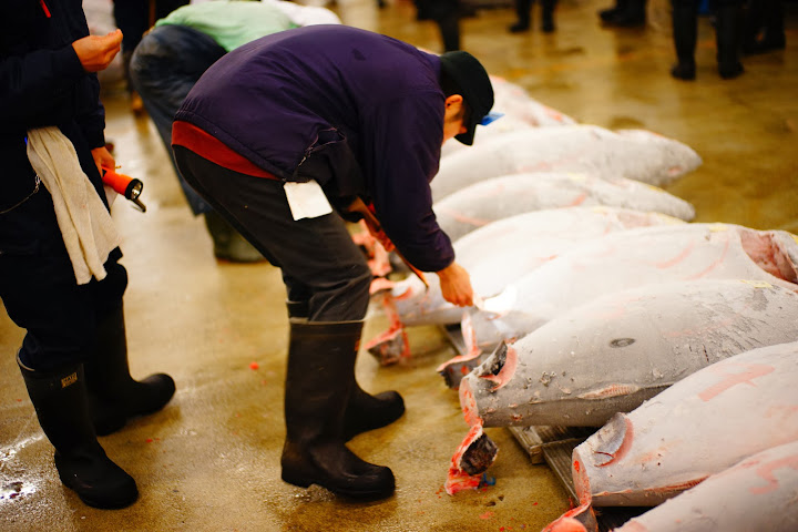 inspect tuna quality hook