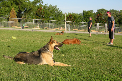 Dog university