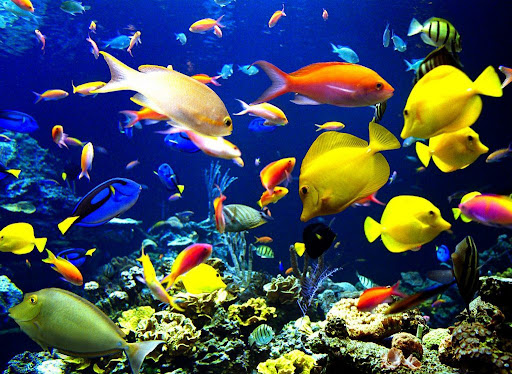 beautiful fishes wallpaper. Beautiful Fish Aquarium