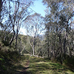 Tall forest on the Meadows Nature Track (276824)