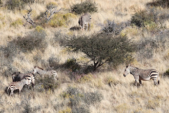 Mountain zebra