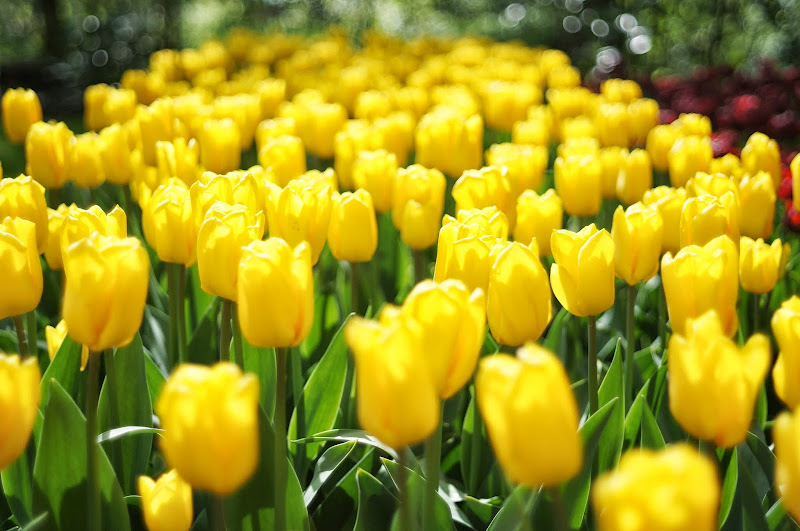 Gambar Bunga  Tulip Warna  Kuning  Gambar Ngetrend dan VIRAL