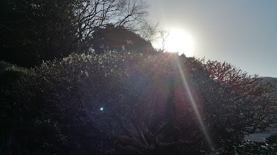 Photos of 逸見邸庭園