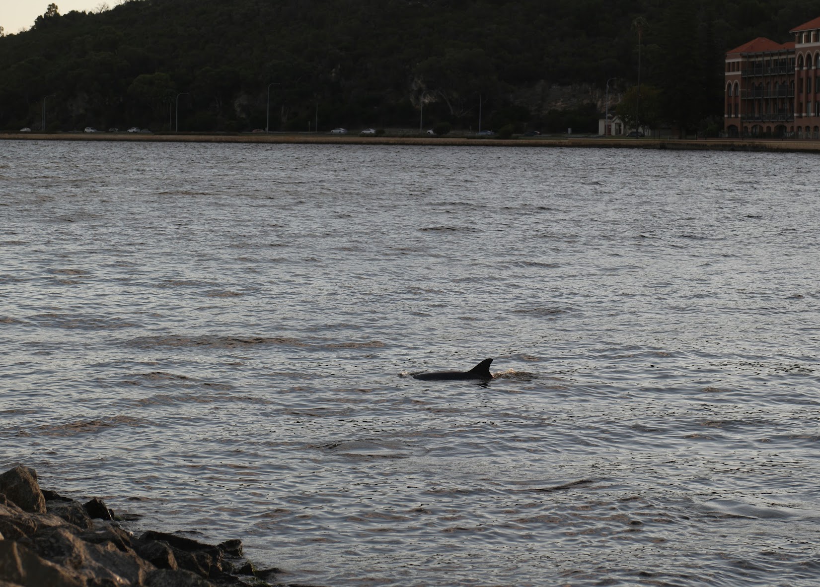 A dolphin surfaces near the Narrows and Old Swan Brewery.