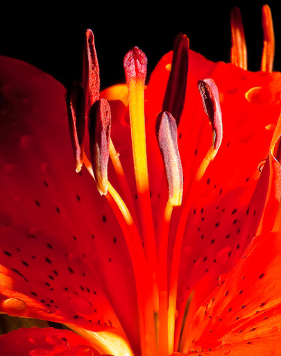 5 Awesome Entries to Beautiful Flowers Assignment