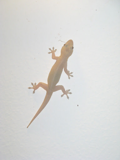 Gecko hunting insects on the ceiling