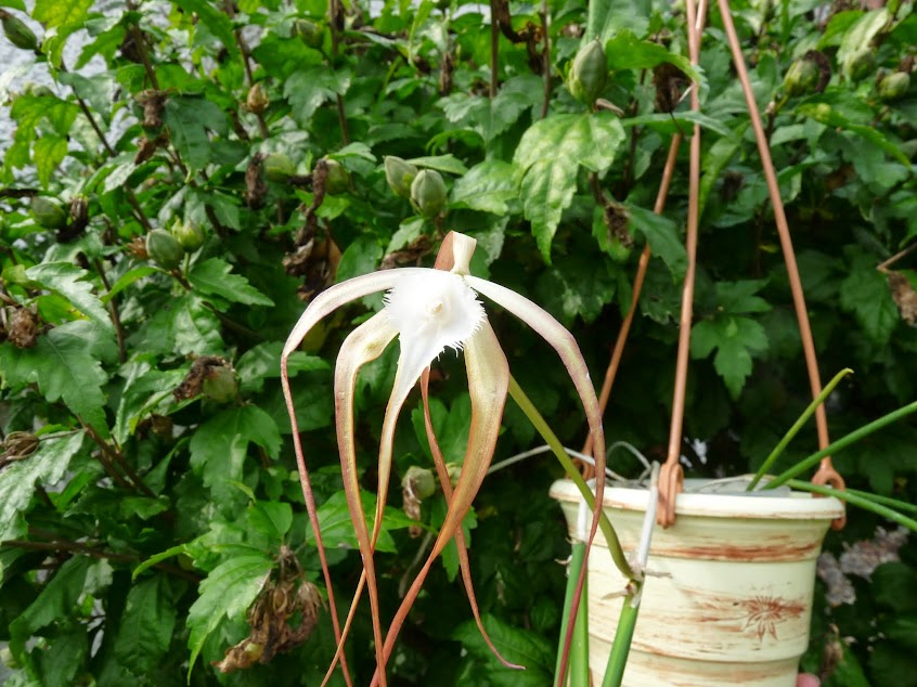 Brassavola cucullata P1430045