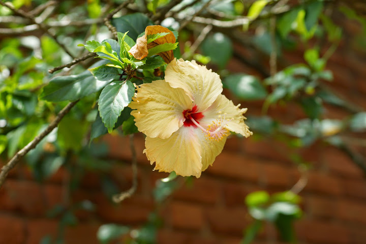 Шри-Ланка: на машине 1 100 км,  фото без комментариев, март-апрель 2013г.