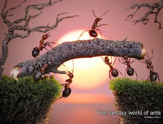 எறும்புகளின் அழகிய உலகம் – புகைப்படங்கள் Ants-bridge_2160872k