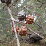 Seed pods (107023)
