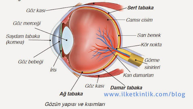 Gözün yapısı, görme olayı nasıl gerçekleşir, görme kusurları nelerdir, göz  sağlığını koruma yolları