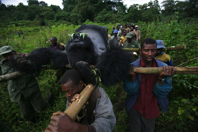 the_shock_killing_of_mountain_gorillas_04_resize.jpg