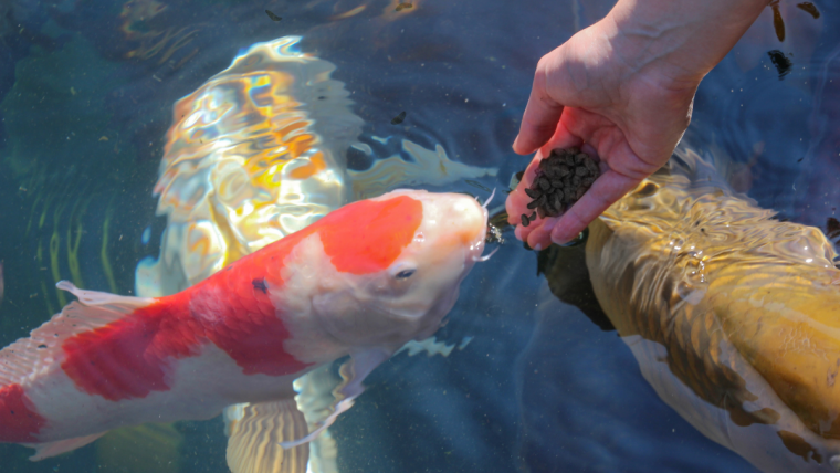 Swimming art: Bringing koi feed back to nature | Alltech