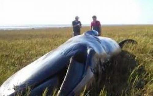 Ufo Dumps Whale 800 Meters Onto Shore Sept 29 2011 Ufo Sighting News