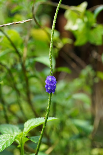 Шри-Ланка: на машине 1 100 км,  фото без комментариев, март-апрель 2013г.