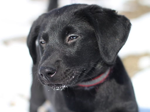 golden retriever mixed with pitbull pictures. hot All 6 Golden/Black Lab-Mix