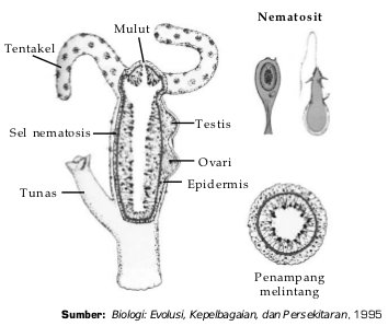 Struktur tubuh Hydra. Struktur tubuh Hydra.