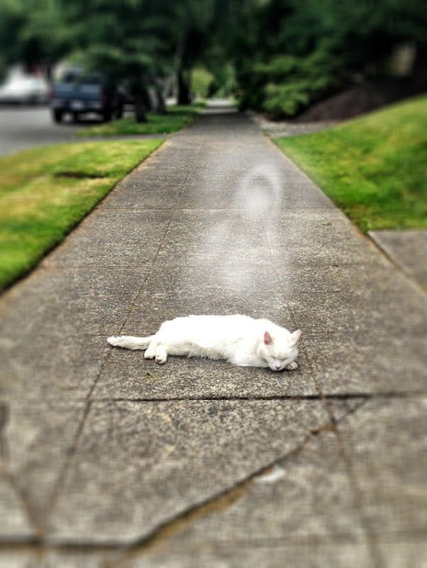 Sightings: Mary on Sidewalk by Cat