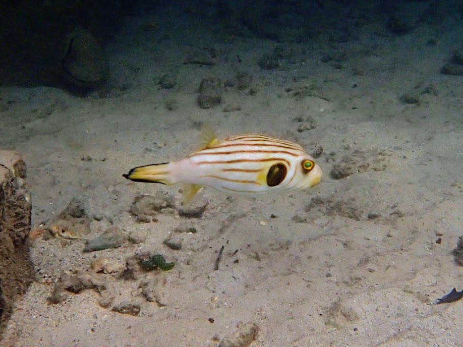 Arothron manilensis (Striped Puffer), Miniloc Island Resort Reef, Palawan, Philippines.
