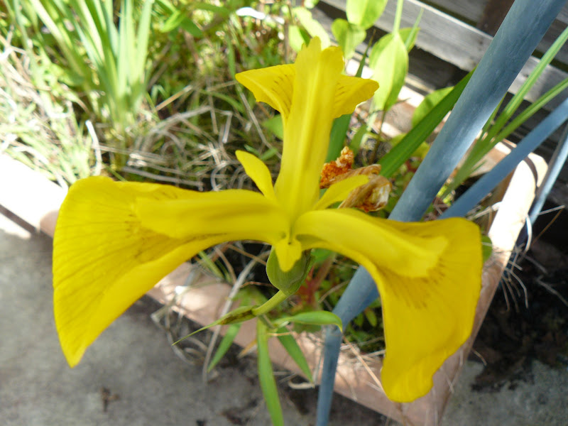 Des floraisons au jardin ... - Page 2 P1030400