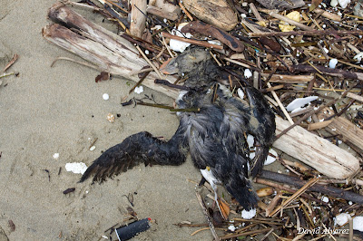 Aves muertas por la costa Cantabrica. Fraileaguilar2