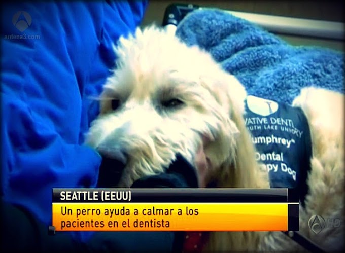 'HUMPHREY', el perro que ayuda a superar el miedo al dentista