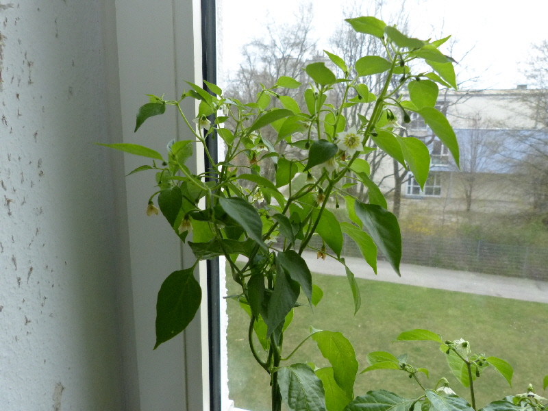 P1020080.JPG