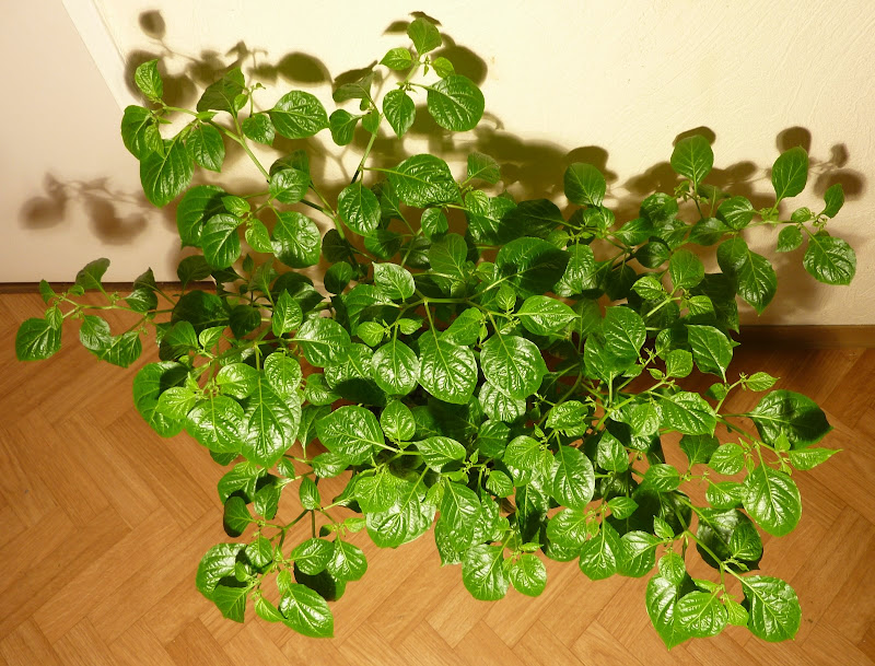 P1240282.JPG