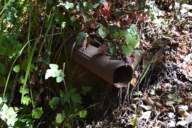 an old pipe with a weld seem sticks out of the undergrowth