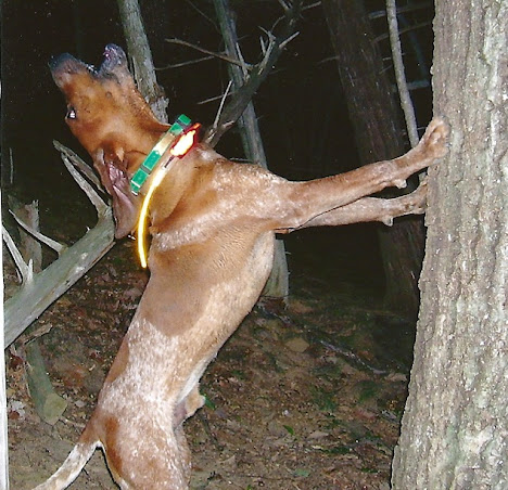 redtick coonhounds treeing