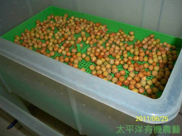 豌豆苗培育箱