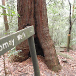 Following Tommey walk sign (225544)
