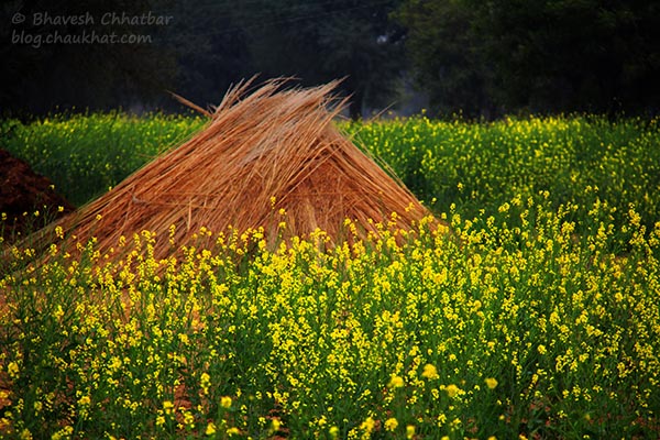 Sarson da Khet [Mustard Farm] near Mahapura village near Jaipur