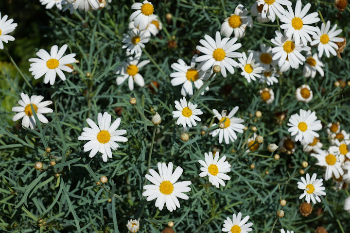 Шри-Ланка: на машине 1 100 км,  фото без комментариев, март-апрель 2013г.