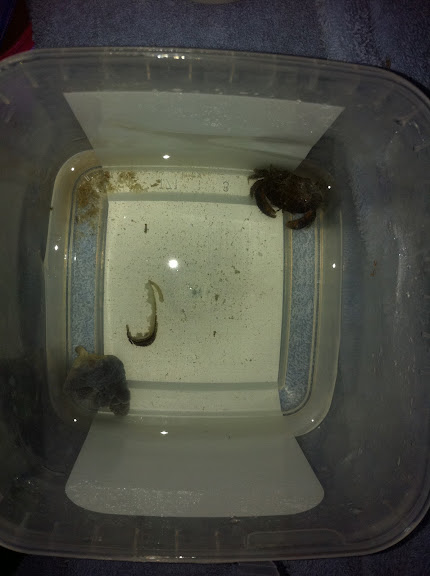 Actaeodes tomentosus (Mud Crab) 2011_%2525207_14_%2525209_18
