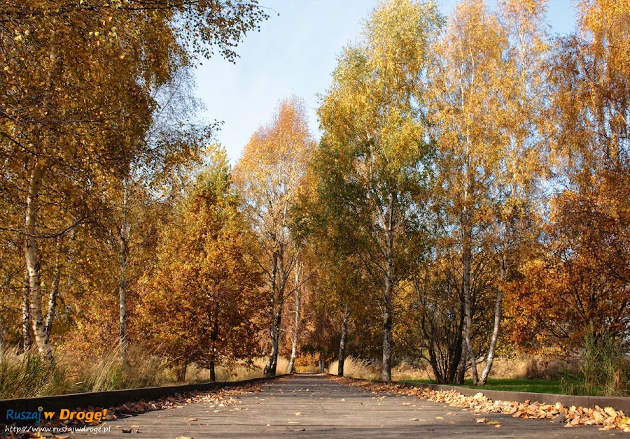Park Reagana w Gdańsku - ścieżki spacerowe i rowerowe