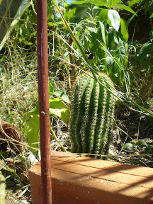 Kaktusi prelijepe Komize P8130220