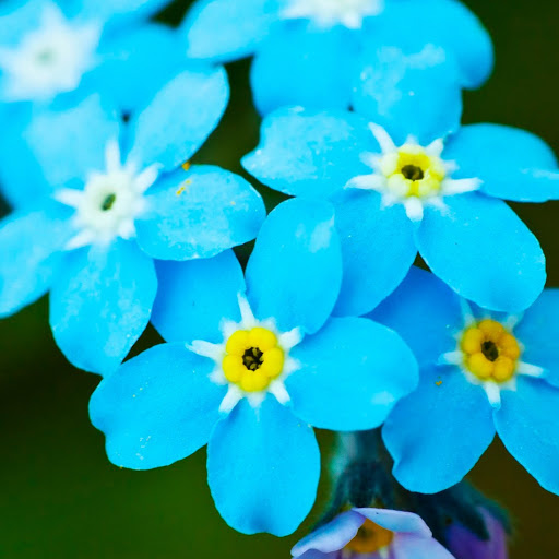 Forget-Me-Not SPA