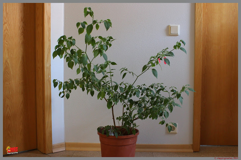 20140704_%252801%2529.jpg