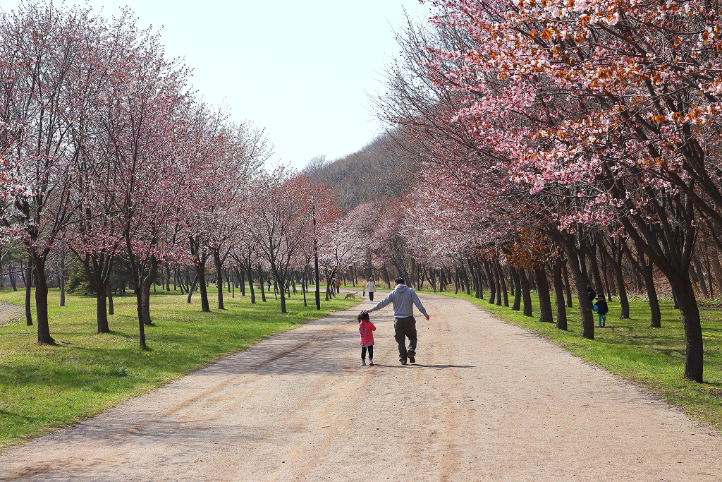苫小牧 緑ヶ丘公園 桜並木 Maplejinsky Hokkaido