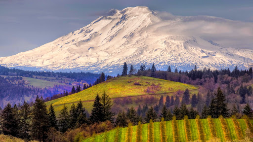 Mount Adams and Cherry Orchards, From Hood River, Oregon.jpg