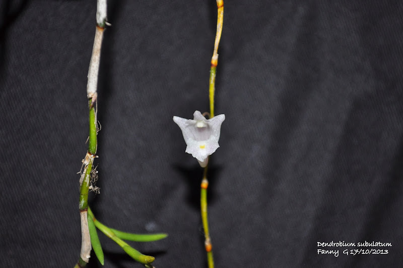 Dendrobium subulatum DSC_0006