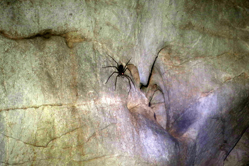 spider in a cave