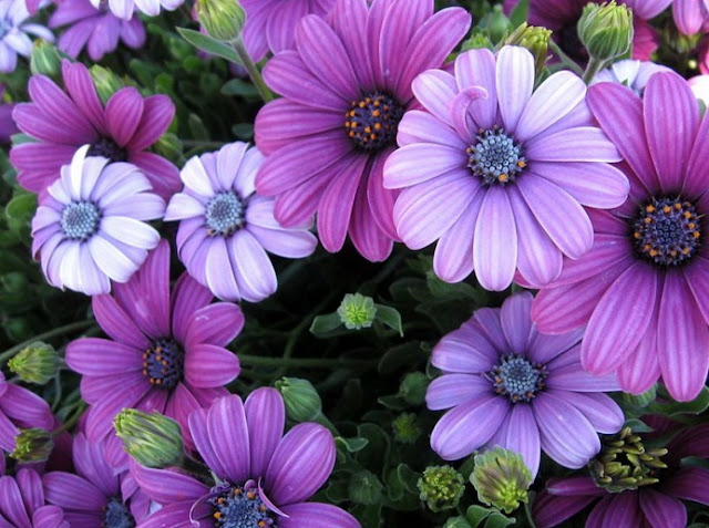 கண்ணைக் கவரும் அழகிய பூக்கள் Amazing_Purple_Flowers_15