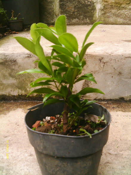 Ficus Microcarpa, finalização Rapida... IMAG0167