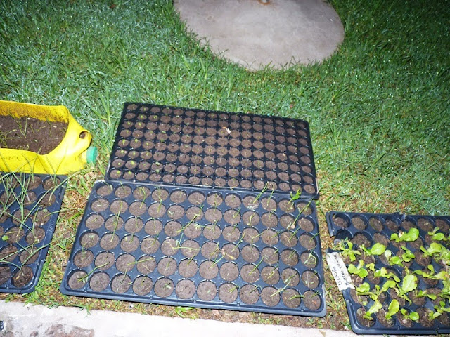 huerta huerta