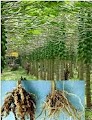 resep obat herbal rematik resep obat herbal rematik