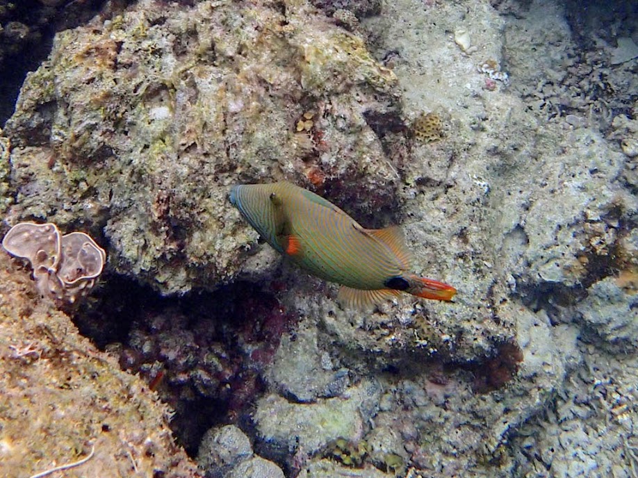 Balistapus undulatus (Orange-lined Triggerfish), Miniloc Island Resort reef, Palawan, Philippines.