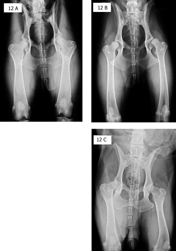 Radiographs of hip joints of three different dogs